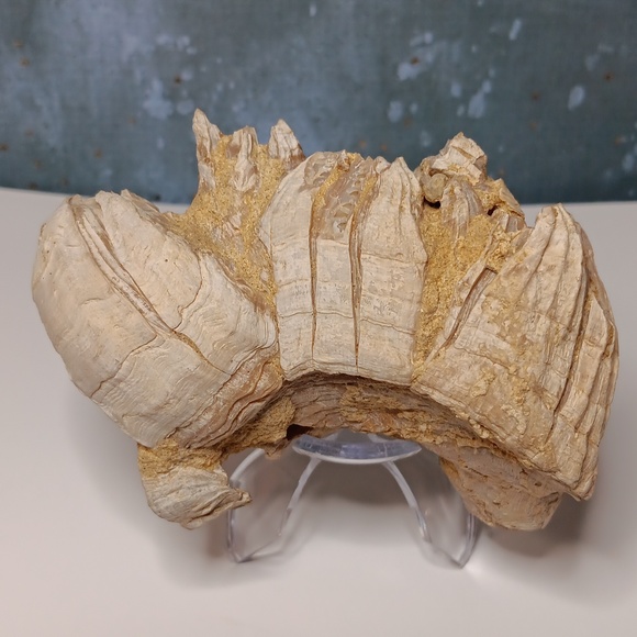 Fossilized Barnacle Cluster - Picture 3 of 5